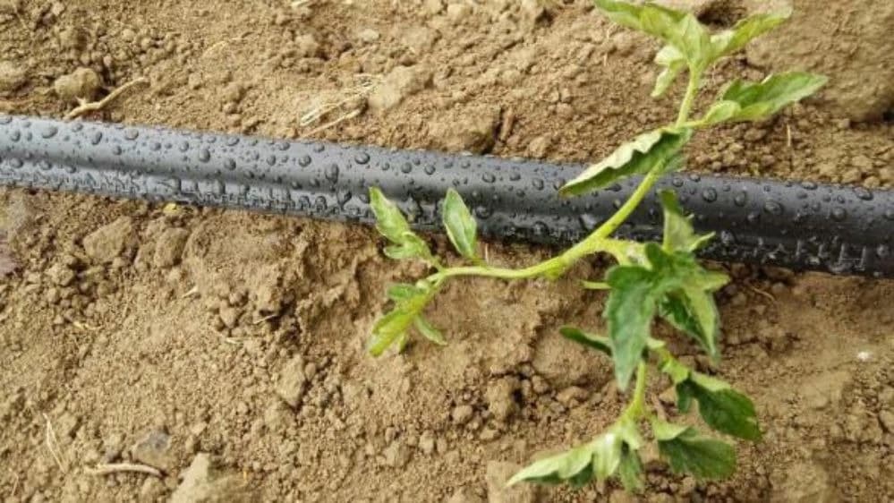 خرید و قیمت نوار آبیاری قطره ای بغل دوخت + فروش صادارتی